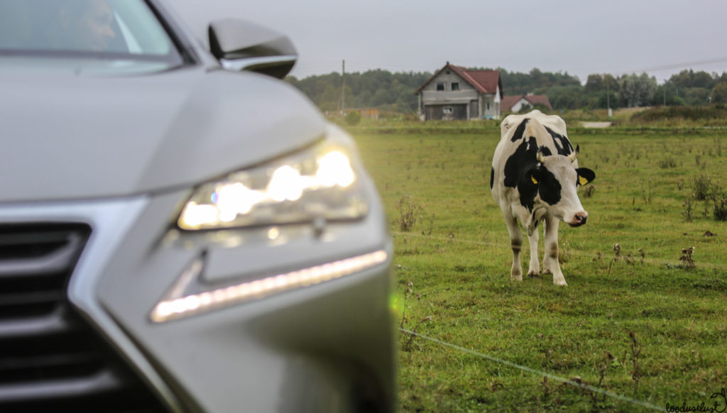Toomas Vabamäe: Eesti autokeel vajab põhjalikku, aga ettevaatlikku korrastamist eesti autokeel lexus lehm