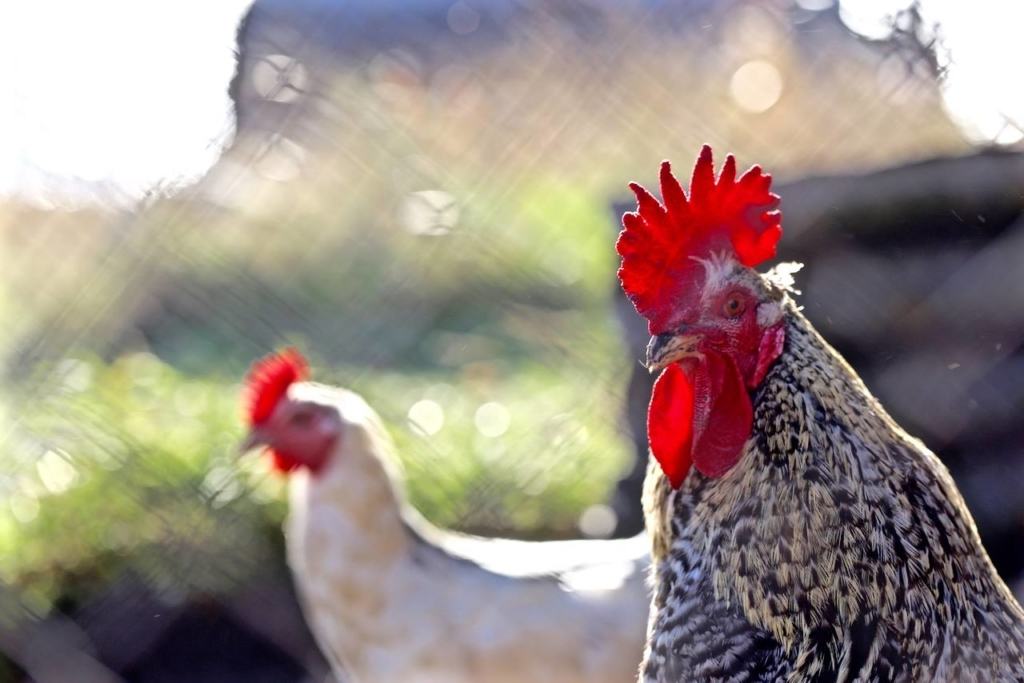 Suur liiklushoroskoop 2017: mida toob Punase Tulekuke aasta Eesti liiklejatele? 2017 tulekuke aasta horoskoop