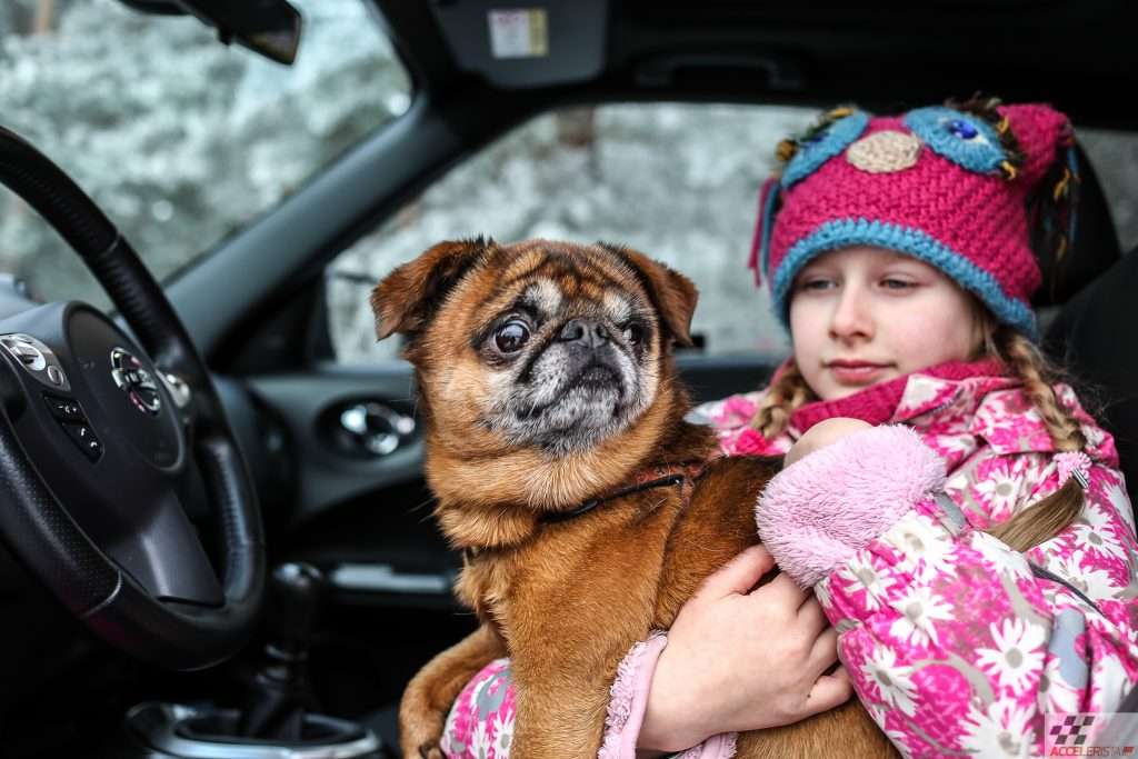 accelerista lemmikloom