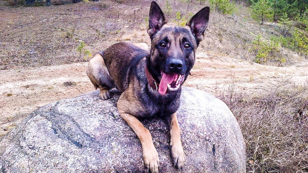 Raivo Küüt: Kui kallis on 100% kindel riigipiir, mille me ehitame aastakümneteks? felix riigipiir