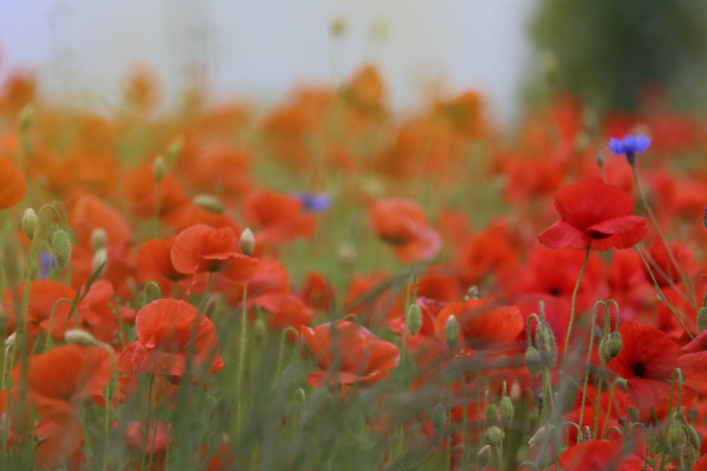 Kui hästi läheb, saab Kehra kandis peagi haisu kartmata loodust nautida kehra