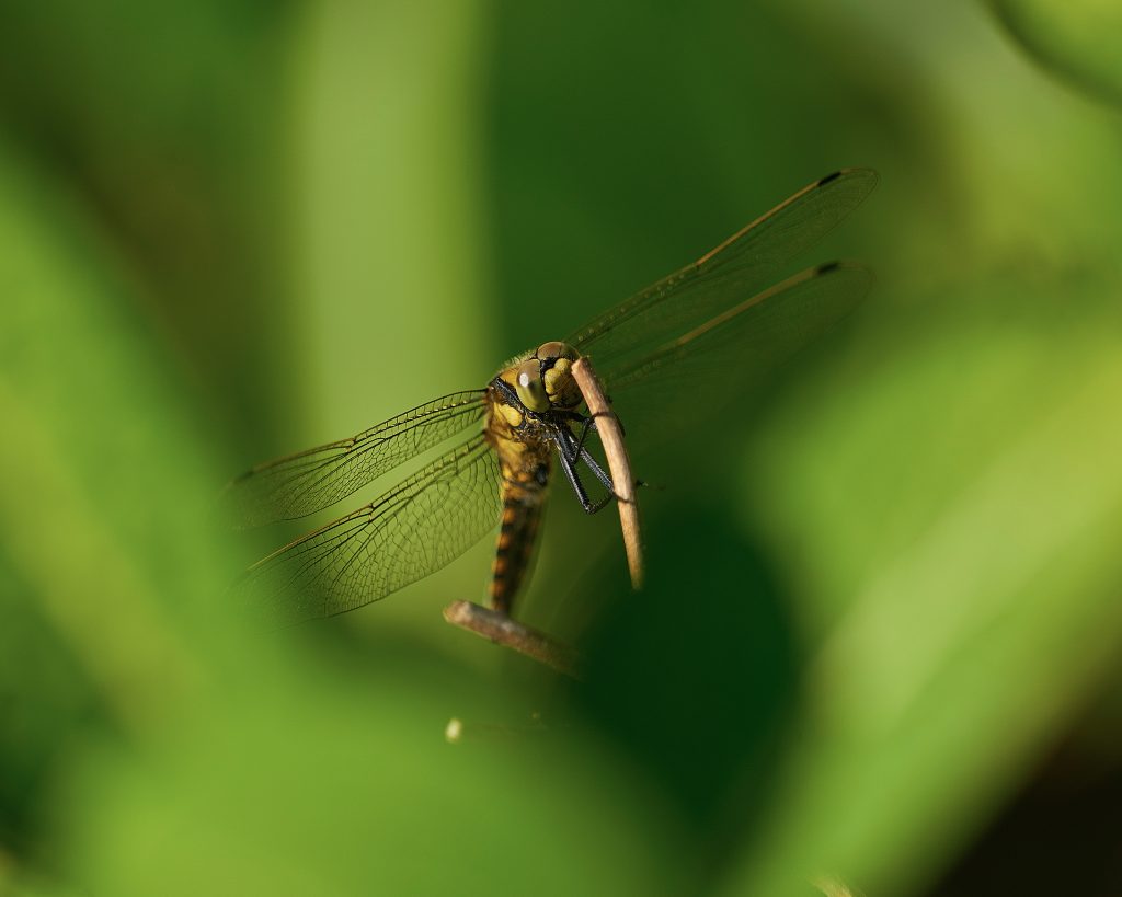 kihulastest ja sääskedest