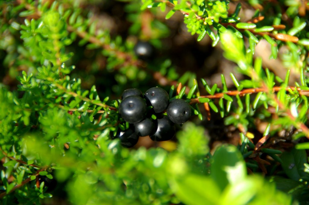 Looduse heaks: aita taastada ebapärlikarbi elupaiku ning kukemarjanõmme! talgud kukemari