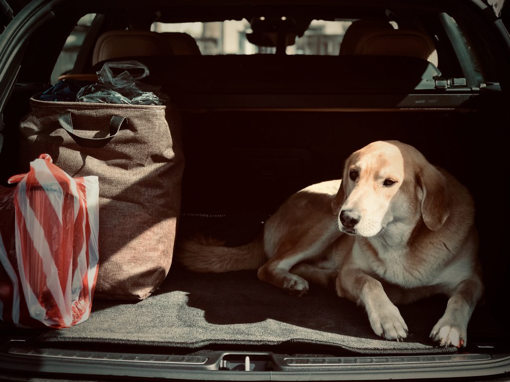 Üllatav ent tõsi: koera või kassi ökoloogiline jalajälg on võrreldav auto omaga