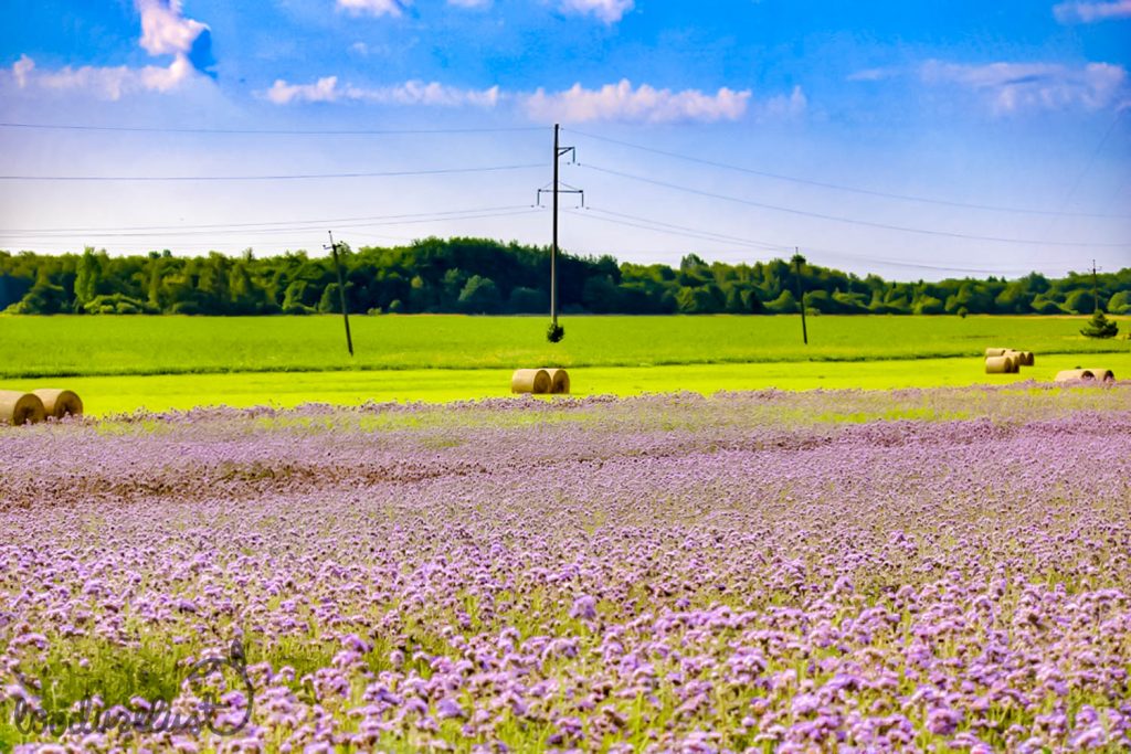 Elektrilevi säästuprogramm: vanametall kokkuostu, korralik kola taaskasutusse