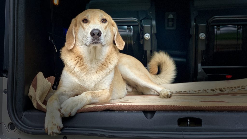 Pühad paugutamise saatel: seda “sõda” saab võita vaid nunnude koertega sõda võidetakse nunnude koertega