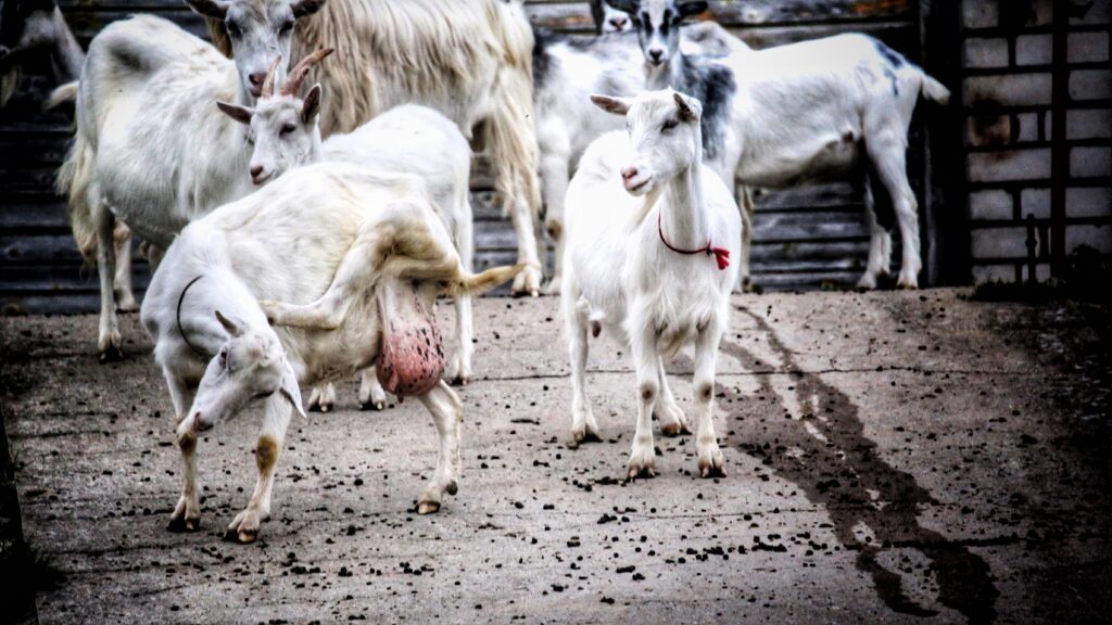 noobelauto roolis mölakas