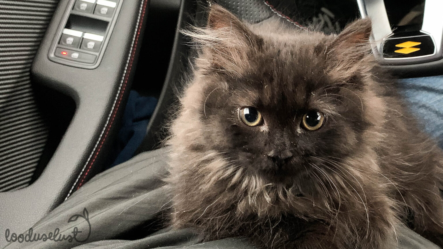 Fiesta ja Clio ehk vaata, kuidas paistab auto läbi kassi silmade fiesta ja clio