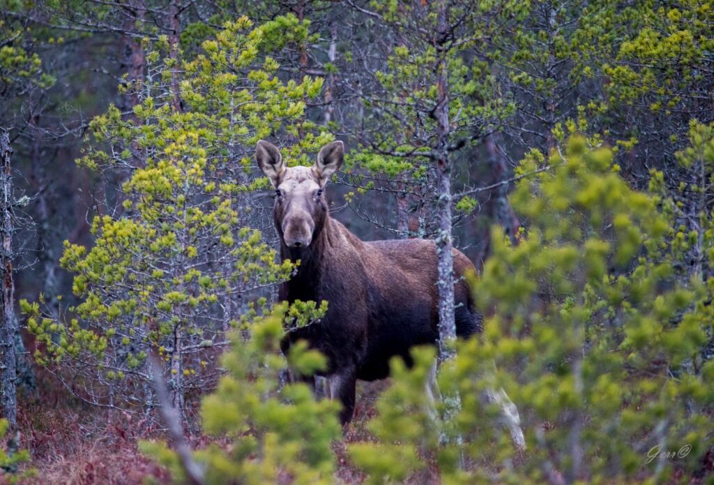 Jahimeeste sõnul on põtrade arvukus langenud, avariide arv aga ei kahane põtrade arvukus