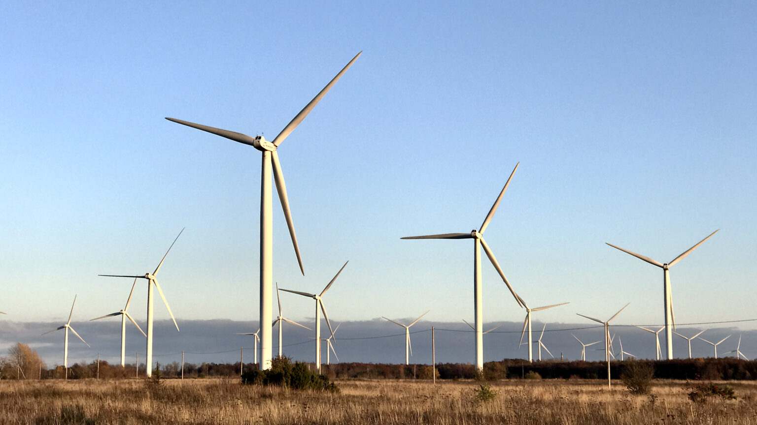 Ohtlik elegaas Eestis: heidet on vähe, aga kutselisi käitlejaid napib elegaas