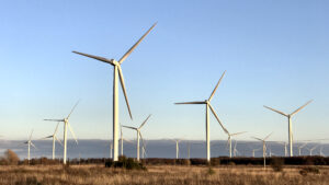 Ohtlik elegaas Eestis: heidet on vähe, aga kutselisi käitlejaid napib elegaas