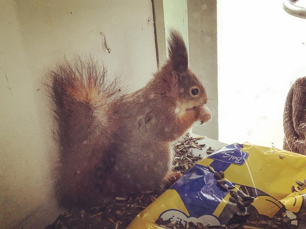 Tule appi oravaid loendama! Seda saab teha isegi karantiinis olles orava