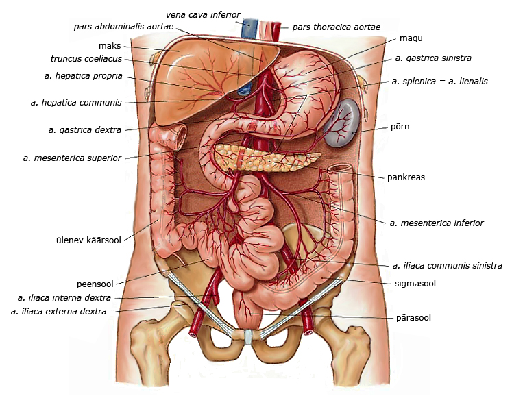 Анатомия человека женщины с описанием фото