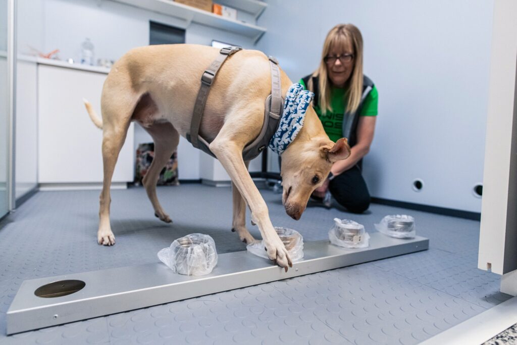 Koer koroonatesti teostamas