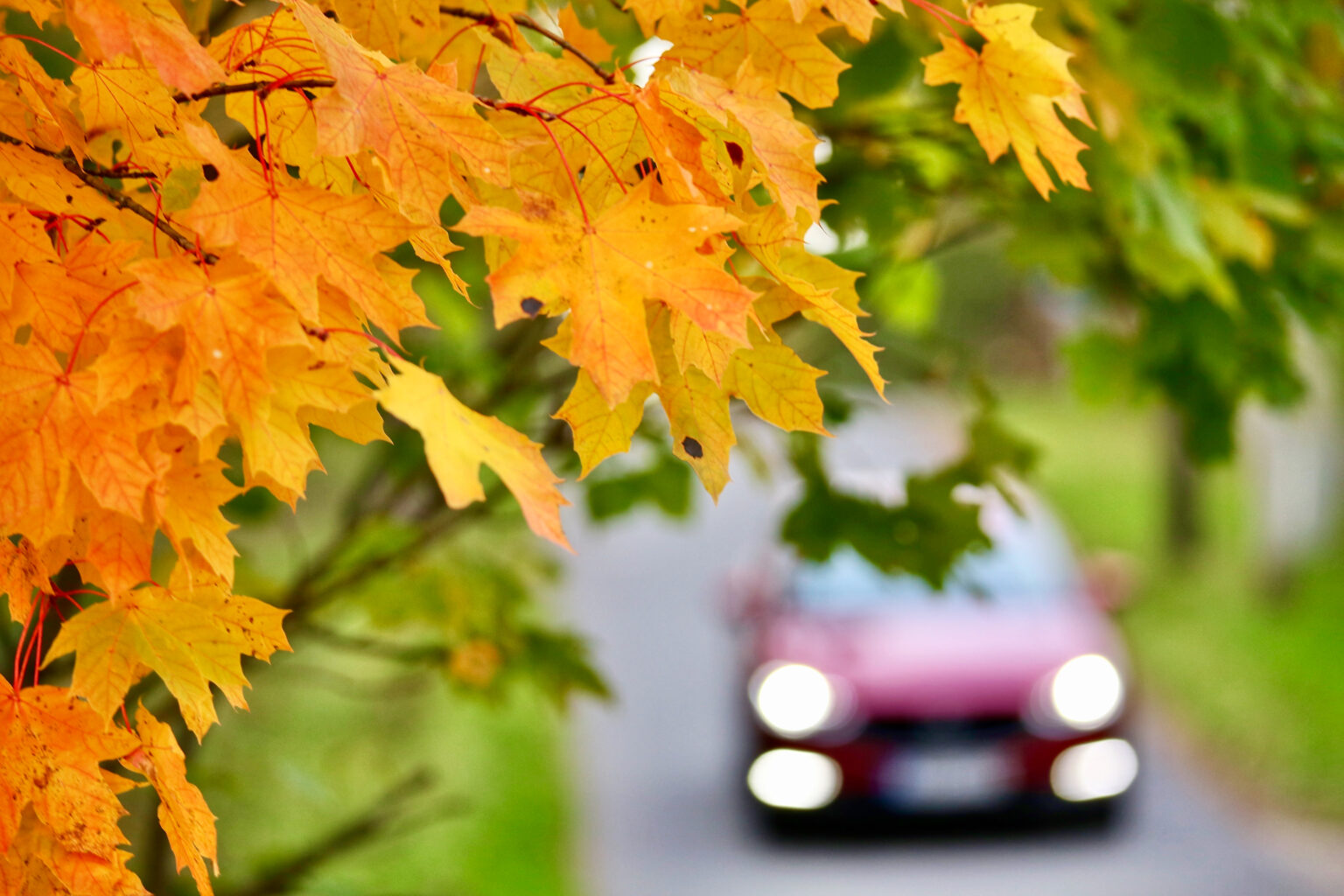 Bolt ühepäeva kategooria Walk on pidevalt Busy: ei kõnni sa kuskile!