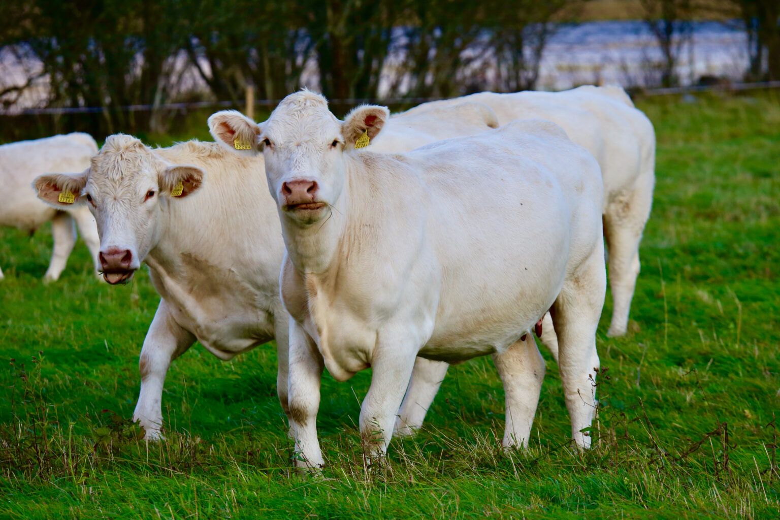 Peeter Koppel: Aastakümne olulisim keskkonnamuutus võib olla ukse ees aastakumne