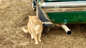 Jaak-Kristian Sutt: energiakoriluse ajastul on meil muust kui elektriautost mõelda energiakoriluse ajastu