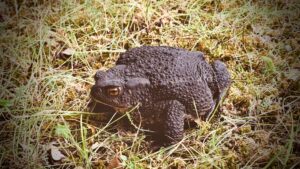 pime voi lihtsalt idikas