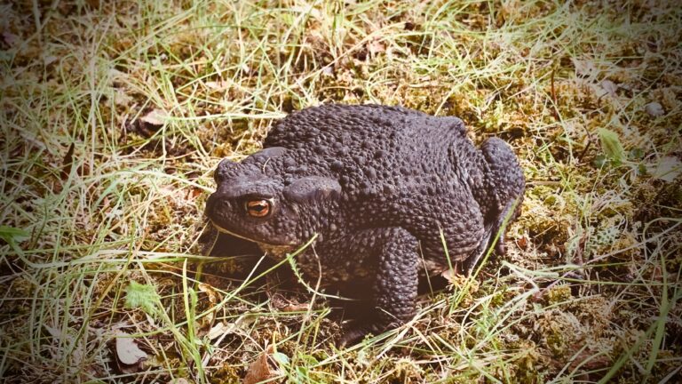 pime voi lihtsalt idikas