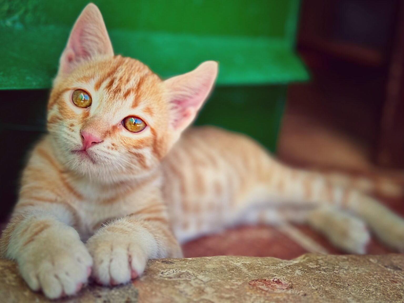 Seat Ibiza, kaks naist ja kass +38°C kuumuses Andaluusia servast teise Seat Ibiza, kaks naist ja kass Andaluusia servast teise