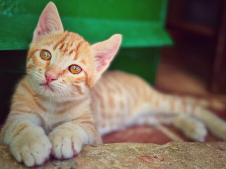 Seat Ibiza, kaks naist ja kass Andaluusia servast teise