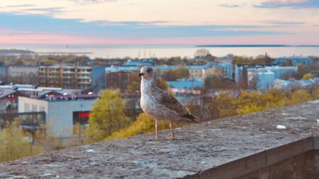 Lindude väljaheited kahjustavad