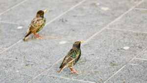 Pesast lendamise aeg: ära puutu laululindu, ära halba iial talle tee! Pesast lendamise aeg