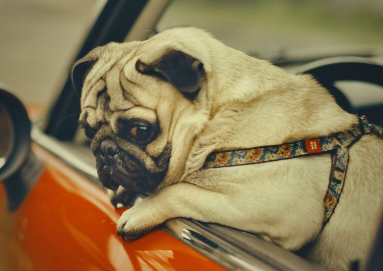 Ebamugav, aga vajalik teema: ülekaal on liiklusrisk Ebamugav, aga vajalik teema Ülekaal on liiklusrisk